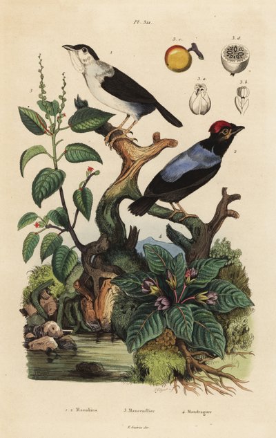 Weißkragenpipra, Corapipo altera, Blauflügelpipra, Chiroxiphia pareola, Manchinelbaum, Hippomane mancinella, und Alraune, Mandragora officinarum von Unbekannt