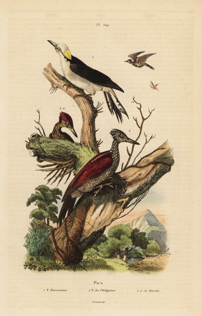 Weißspecht, Melanerpes candidus, Philippinenspecht, Yungipicus maculatus, männlich und weiblich von Unbekannt