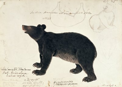 Zeichnung eines asiatischen Schwarzbären, Ursus Tibetanus, aus der zentralen Region des Himalaya von Unbekannt Unbekannt