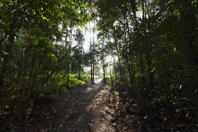 Pfad im Dschungel bei Camp Leaky, Tanjung Puting Nationalpark, Zentral-Kalimantan, Borneo, Indonesien von Unbekannt Unbekannt