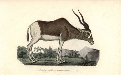 Addax oder Schraubenhornantilope, Addax nasomaculatus. Kritisch gefährdet. Handkolorierter Kupferstich aus Rene Primevere Lesson