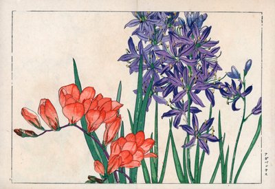 Agapanthus oder Nil-Lilie (blau) und Freesie. Afrikanische Lilie, Agapanthus africanus, und Freesie, Freesia refracta. Handkolorierter Holzschnitt aus Konan Tanigamis „Seiyou Sokazufu“ (Bildalbum westlicher Pflanzen und Blumen: Frühling), Unsodo, Kyoto von Unbekannter Künstler