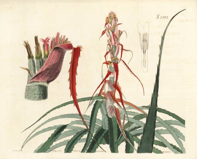 Aguava, Bromelia alsodes (Schmalblättrige Ananas, Bromelia sylvestris). Handkolorierter Kupferstich von Weddell nach einer botanischen Illustration von John Curtis aus William Curtis