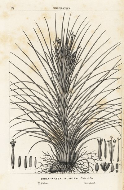 Luftpflanze, Tillandsia juncea (Bonapartea juncea). Handkolorierte Lithographie aus Louis van Houtte und Charles Lemaires Flore des Serres et des Jardins de l