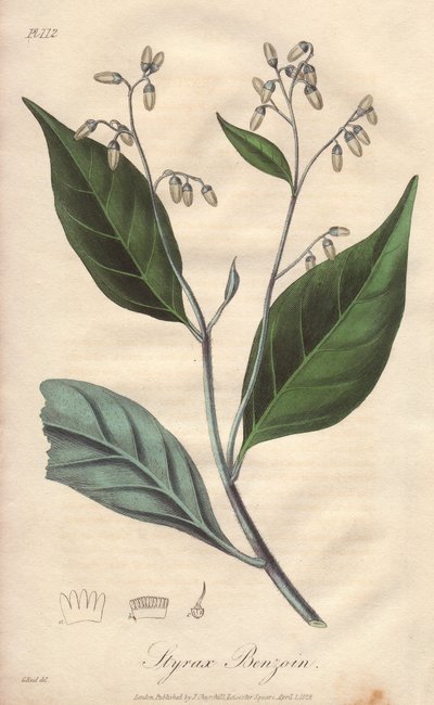 Alibouffier oder Styrax (Styrax benzoin) - Illustration aus „Medical Botanical, Description of the Medicinal Plants of London, Edinburgh, and Dublin“ von John Stephenson und James Morss Churchill von Unbekannter Künstler