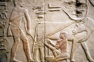 Altes Ägypten: Saqqara (oder Saqqarah oder Sakkara): Nekropole des Alten Reiches, Grab des Adligen. Detail der Reliefs, die das Melken eines Büffels darstellen von Leopold Blonder