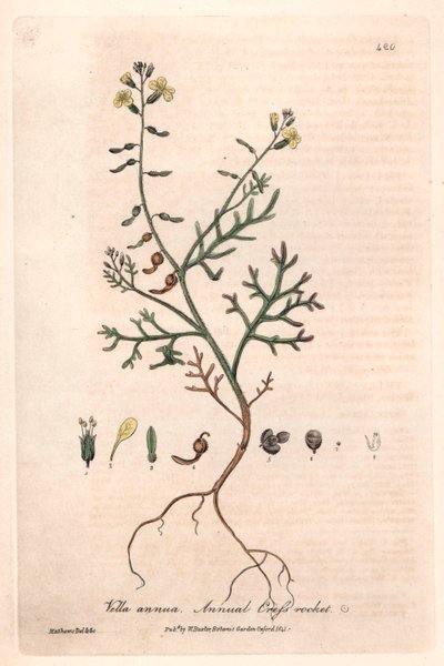 Einjähriges Vella (Vella annua) - Botanische Tafel von Isaac Russell, graviert von Charles Matthews, aus English Botanical Phenomenes von William Baxter (1788-1871) von Unbekannter Künstler