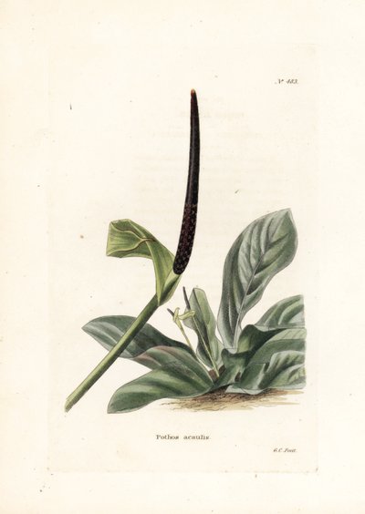 Anthurium Vogelnest oder Anthurium Kohl (Pothos acaulis) - Lithographie von George Cooke, für das britische Magazin Conrad Loddiges Botanical Cabinet (1738-1826) von Unbekannter Künstler