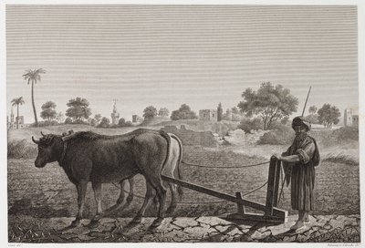 Ackerbau, Pflügen Pflügen mit Ochsen, Ägypten, ca. 1798 von Unbekannt