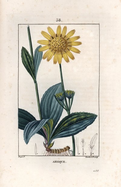 Arnique (Arnica) - Gravur von Lambert fils, nach einer Zeichnung von Pierre Jean Francois Turpin (1775-1840), aus „La flore medicale, de Chaumeton, Poiret et Chamberet“, Paris 1830 - Berg-Arnika, Arnica montana von Unbekannter Künstler
