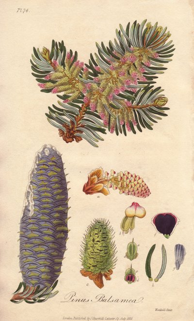 Balsam-Tanne (Abies balsamea) - Illustration aus „Medical Botanical, Description of the Medicinal Plants of London, Edinburgh and Dublin“ von John Stephenson und James Morss Churchill von Unbekannter Künstler