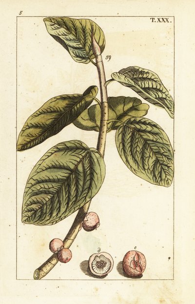 Banyan-Feigenzweig mit Früchten, Ficus benghalensis von Unbekannter Künstler