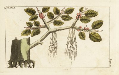 Banyan-Feigenbaum mit Luftwurzeln, Ficus benghalensis von Unbekannter Künstler