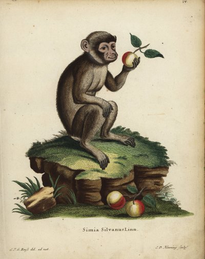 Berberaffe oder Makak, Macaca sylvanus. Gefährdet. Simia silvanus Linn. Handkolorierter Kupferstich von C.D. Henning nach einer Illustration aus der Natur von C. J. G. Reuss aus Johann Christian Daniel Schreber