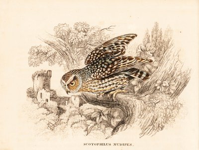 Nacktbein-Eule, Margarobyas lawrencii. Handkolorierter Stahlstich aus Georg Friedrich Treitschkes Naturhistorischer Bildersaal des Thierreiches, Leipzig. von Unbekannter Künstler