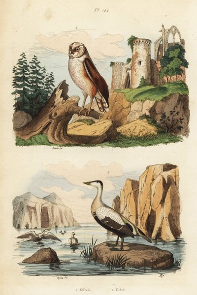 Schleiereule, Tyto alba, und Eiderente, Somateria mollissima von Unbekannt