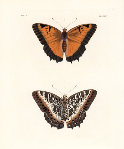 Schwarzrand-Charaxes, Charaxes pollux, Oberseite 1, Unterseite 2. Handkolorierte Lithographie aus John O. Westwood