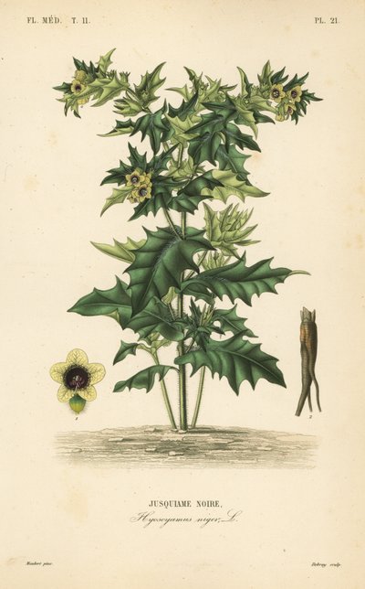 Schwarzes Bilsenkraut, Hyoscyamus niger von Unbekannt