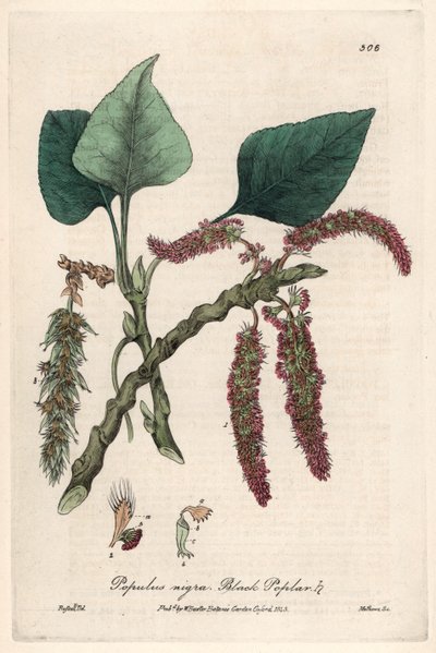 Schwarz- oder Pappel, Liard oder Piboule (Populus nigra) - Botanische Tafel von Isaac Russell, graviert von Charles Matthews, aus English Botanical Phenomenes von William Baxter (1788-1871) von Unbekannter Künstler