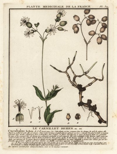 Gewöhnliches Leimkraut, Silene vulgaris von Unbekannter Künstler