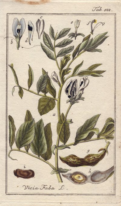 Botanisch: Bohnenpflanze mit Blüten, Blättern und Bohnen in Schoten, Vicia faba. Handkolorierte Kupferstichgravur nach einer Zeichnung von B. Thanner aus Johannes Zorns „Icons plantarum medicinalium“, Deutschland von Unbekannter Künstler
