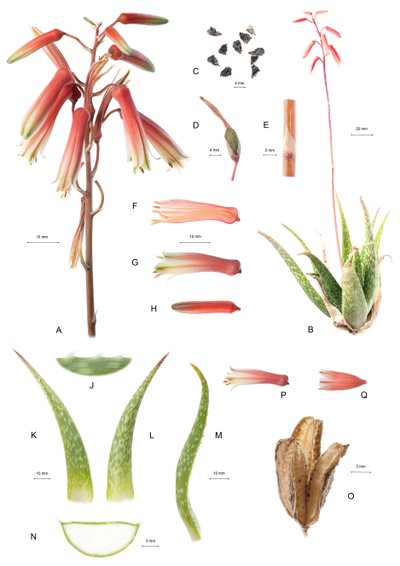 Botanische Tafel/Aloe/Aloe von Unbekannt