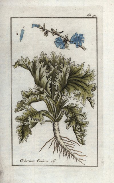 Endivie (Cichorium endivia). Handkolorierte Kupferstich-Botanische Gravur aus Johannes Zorns „Afbeelding der Artseny-Gewassen“, Jan Christiaan Sepp, Amsterdam von Unbekannter Künstler