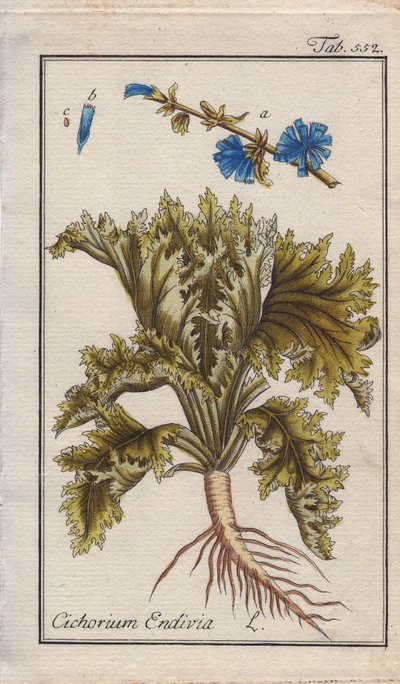Botanisch: Endivienpflanze mit Wurzel, Blättern und Blüten, Cichorium endivia. Handkolorierte Kupferstichgravur nach einer Zeichnung von B. Thanner aus Johannes Zorns „Icons plantarum medicinalium“, Deutschland von Unbekannter Künstler