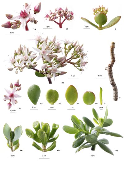 Botanische Tafel Crassula ovata von Unbekannt