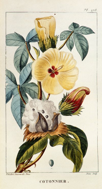 Botanische Tafel/Gossypium sp/Baumwolle von Unbekannt