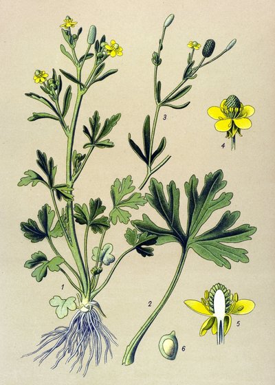 Botanische Tafel. Giftig: Scharfer Hahnenfuß (Ranunculus sceleratus) von Unbekannter Künstler