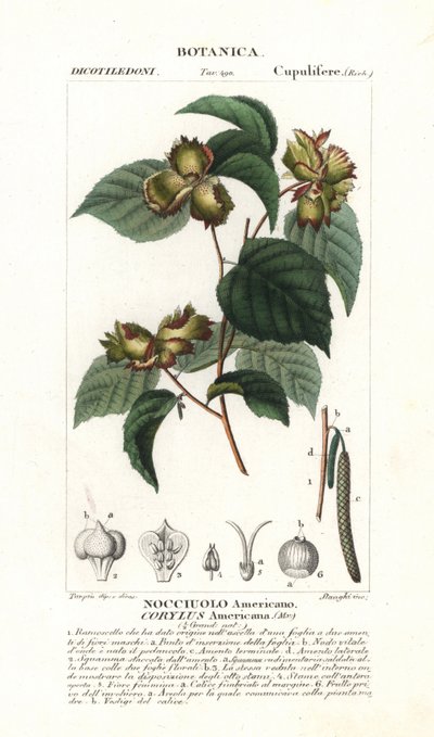 Botanische Tafel: Haselnuss und Haselnuss - Amerikanische Haselnuss, Corylus americana, heimisch in Nordamerika. Handkolorierte Kupferstichpunktgravur aus Jussieus „Dictionary of Natural Science“, 1837. Graviert von Stanghi, gezeichnet von Pierre Jean-Fran von Unbekannter Künstler