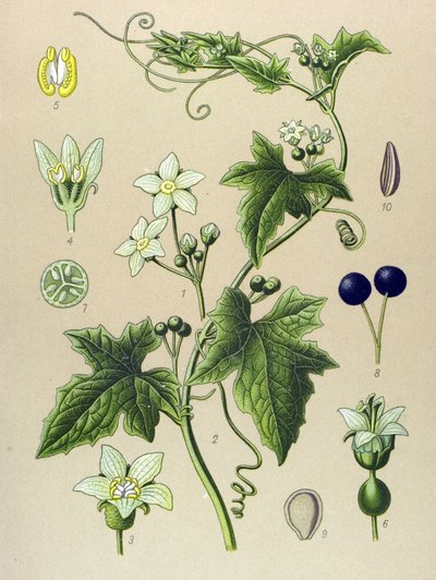 Botanische Tafel, Pflanze: Weiße Zaunrübe (Bryonia alba) von Unbekannter Künstler