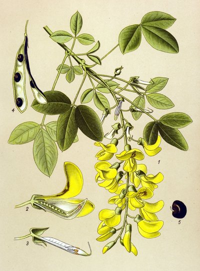 Botanische Tafel, Pflanze: Gemeiner Goldregen (Cytisus Laburnum) von Unbekannter Künstler