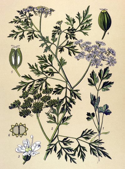 Botanische Tafel, giftige Pflanze: Hundspetersilie (Aethusa cynapium) von Unbekannter Künstler