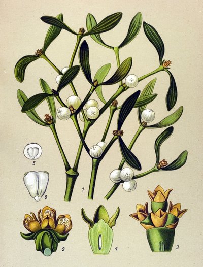 Botanische Tafel, giftige Pflanze: Mistel (Viscum album) von Unbekannter Künstler