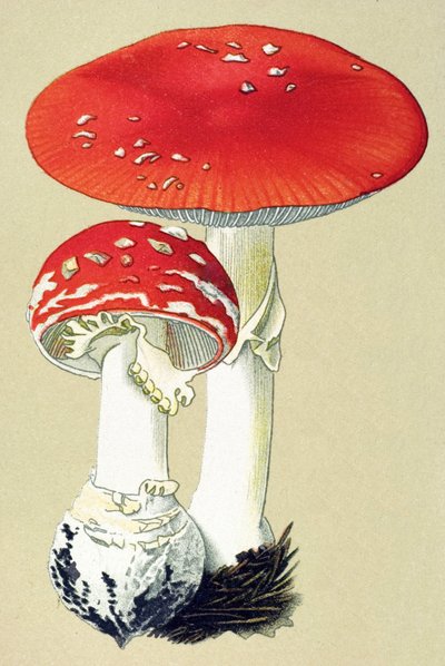 Botanische Tafel mit giftigem Pilz: Fliegenpilz (Amanita muscaria) von Unbekannter Künstler