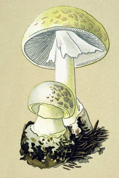 Botanische Tafel mit giftigem Pilz: Knollenblätterpilz (Amanita phalloides) von Unbekannter Künstler