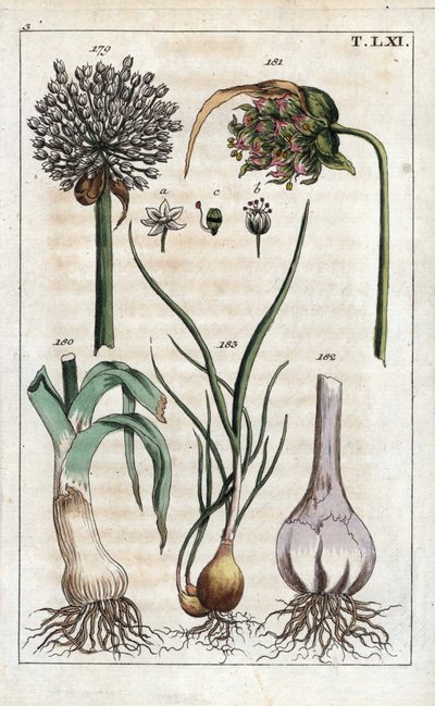 Botanik: Lauch, Knoblauch, Schalotte - Lauch, Allium pollum 179, Knoblauchblüte, Allium sativum 181, Knoblauchknolle 182 und Schalotte, Allium cepa var. aggregatum, ascalonicum von Unbekannter Künstler