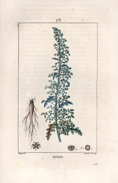 Botris (Chenopodium botrys) - Gravur von Lambert fils, nach einer Zeichnung von Pierre Jean Francois Turpin (1775-1840), aus „La flore medicale, by Chaumeton, Poiret et Chamberet“, Paris 1830 - Jerusalem-Eiche, Dysphania botrys von Unbekannter Künstler
