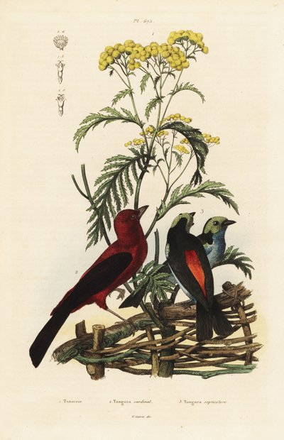 Brasilianer-Tangare, Ramphocelus bresilius, und Paradies-Tangare, Tangara chilensis von Unbekannt