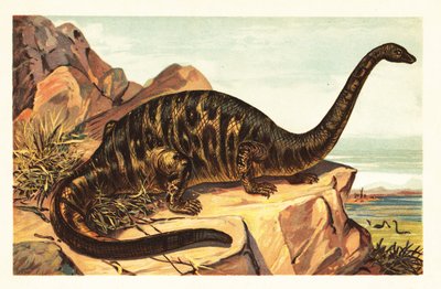 Brontosaurus excelsus, ausgestorbene Art eines gigantischen vierbeinigen Sauriers von Unbekannter Künstler