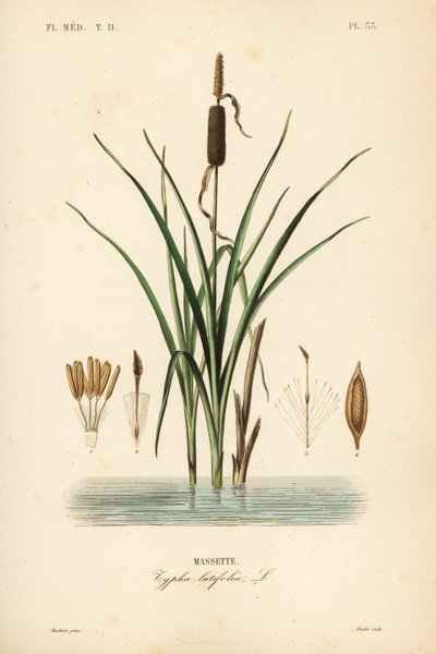 Rohrkolben oder Breitblättriger Rohrkolben, Typha latifolia von Unbekannt