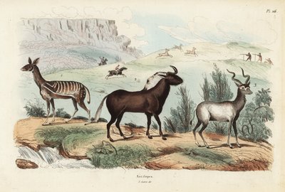 Buschbock, Tragelaphus scriptus 1, Weißschwanzgnu, Connochaetes gnou 2, Großer Kudu, Tragelaphus strepsiceros 3 von Unbekannt