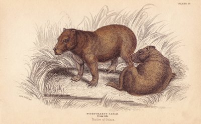 Capybara von Unbekannter Künstler