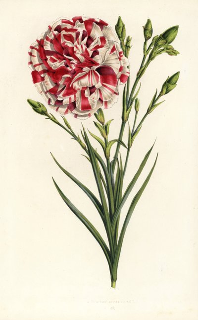 Nelkenhybride, Louis Napoleon, Dianthus caryophyllus. Handkolorierte Lithographie aus Louis van Houtte und Charles Lemaires Flore des Serres et des Jardins de l