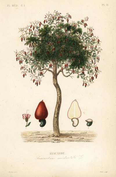 Cashewbaum, Anacardium occidentale von Unbekannt