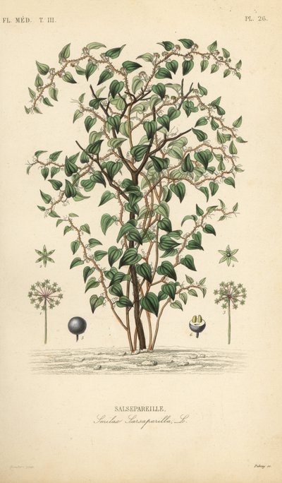 Katzenbriarie, Smilax glauca, Sarsaparille, Handkolorierter Stahlstich von Debray nach einer botanischen Illustration von Edouard Maubert aus Pierre Oscar Reveil, A von Unbekannt