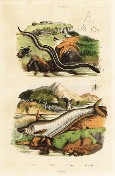 Wels, Zwergsirene, Wespe und Käfer von Unbekannter Künstler