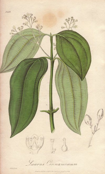 Ceylon-Flötenmaschine (Cinnamomum verum) - Illustration aus „Medical Botanical, Description of the Medicinal Plants of London, Edinburgh, and Dublin“ von John Stephenson und James Morss Churchill von Unbekannter Künstler